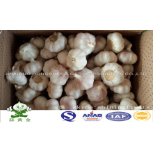 Normal White Garlic in 10kgs Carton Box Loosely Packing